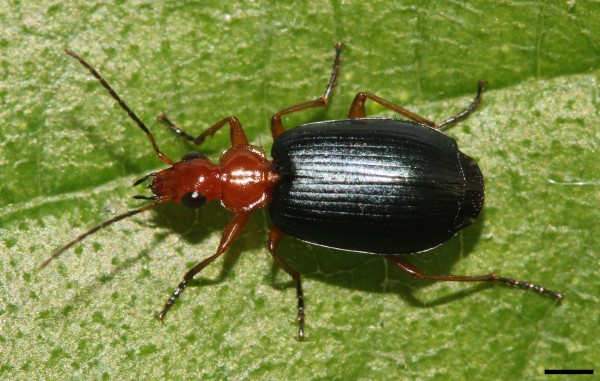 David Hill bomardier beetle