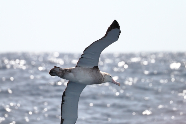 Ed Dunens wandering albatross