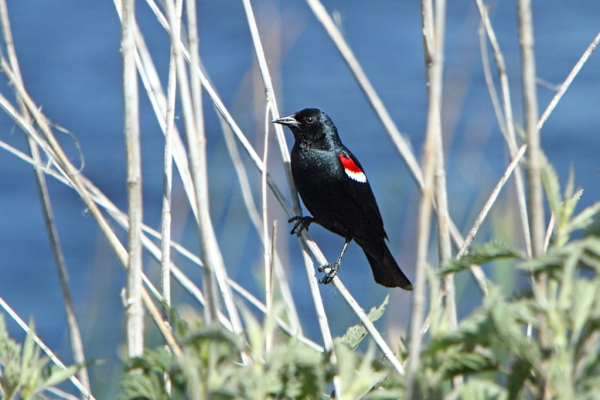 Alan vernon male tricoloured blackbird