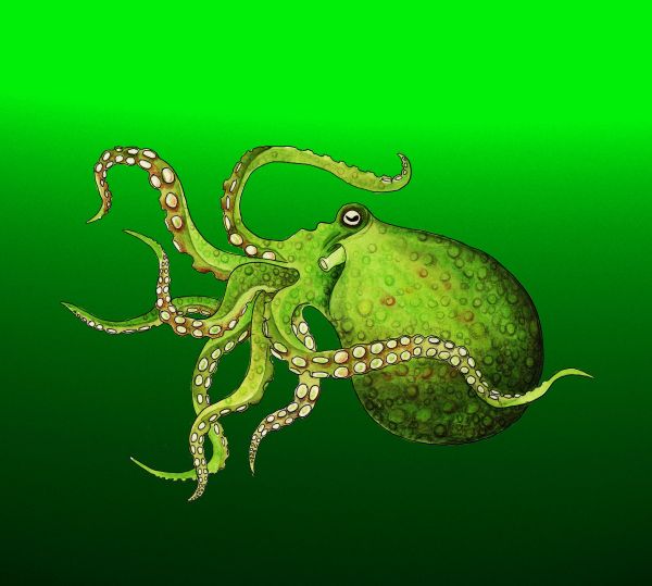 Dru's octopus for blog