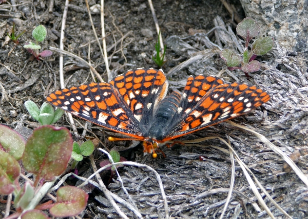 Quino checkerspot butterfly Adam Braziel
